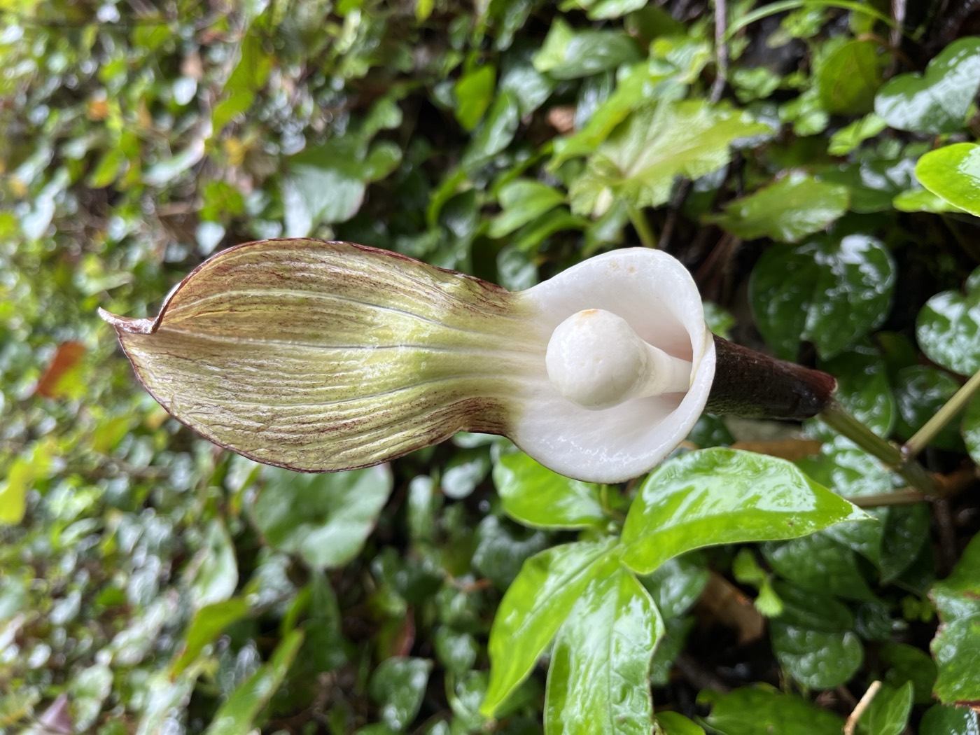 林床に咲く花