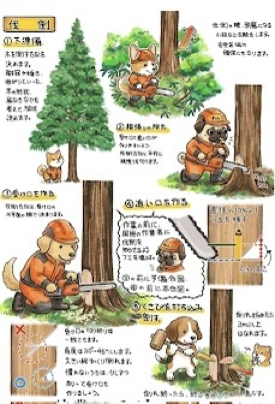 伐倒作業の手順イラスト