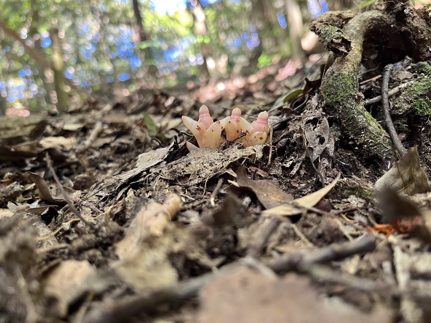 林床の芽吹き